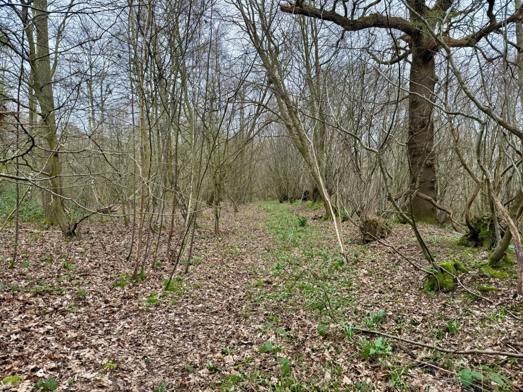 Lot: 40 - APPROXIMATELY 26 ACRES OF LAND - Wooded area